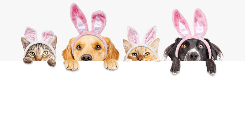 boarding kennels for rabbits near me