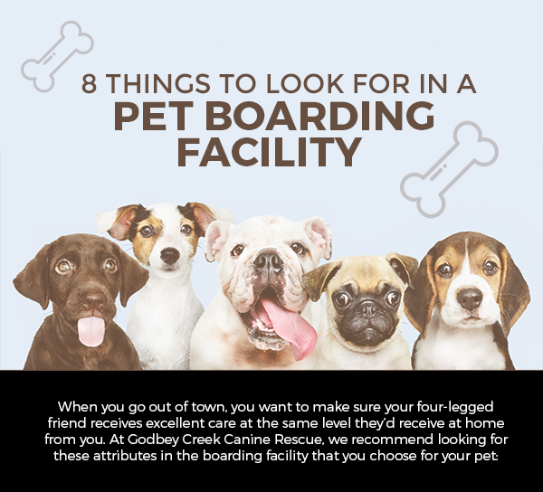 8 Things to Look for in a Pet Boarding Facility [infographic] Godbey