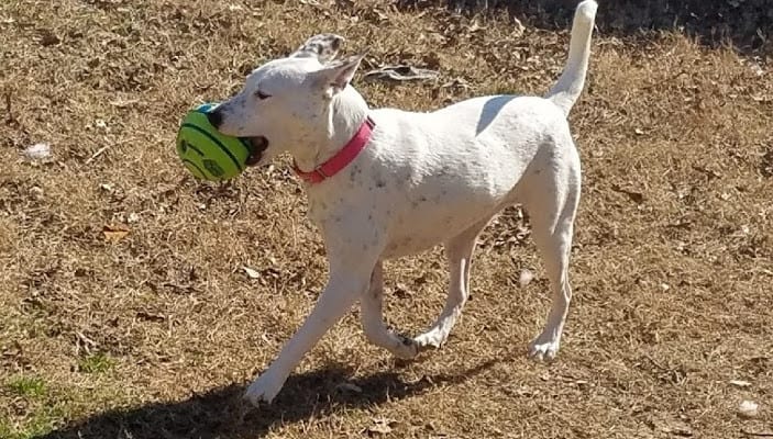 geriatric dog boarding near me