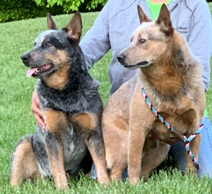Meet Diesel & Axel: A Rescue Dog Adoption Success Story!